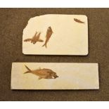 Fossils - Two stone tablets displaying remnants of fossilised fish, largest 13cm x 44.5cm (2)