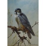 Edwin Penney (1930-2016) - Watercolour - 'Hobby Hawk', signed lower right, with Frost & Reed label
