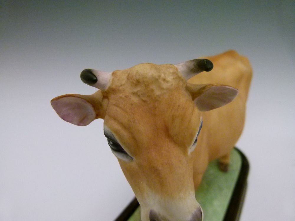 Royal Worcester model 1961 bone china 'Jersey Cow', together with model 1965 'Jersey Bull', both - Image 4 of 13