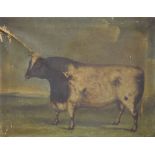 19th Century primitive school - Oil on canvas - Portrait of an Ayrshire Bull, unsigned, 47.5cm x