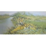 David Shepherd - Signed print - Tiger in the Sun, 50cm x 93cm, framed