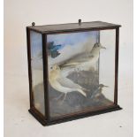Taxidermy - Pair of gulls and pair of Kingfishers, in a seaside setting, cased, 53cm wide x 55cm