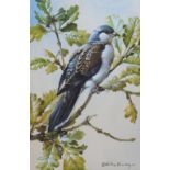 Edwin Penny - Watercolour - Turtle dove, with Frost & Reed label verso, framed and glazed, 27cm x