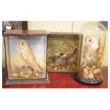Taxidermy - Two barn owls, one beneath a glass dome and a jay, overall height of dome 51cm