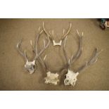 Natural History - Four pairs of stag antlers, the largest 10-point, approximately 58cm wide x 76cm