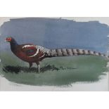 John Cyril Harrison (1898-1985) - Watercolour - Burmanius Pheasant, verso with signed declaration '