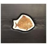 Fossil - Limestone-set fossilised fish, Airpichthys, Lebanon, Cretaceous period, 24.5cm wide x