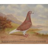 Andrew Beer (1862-1954) - Oil on board - Racing Pigeon portrait - 'Gammy' with race history,