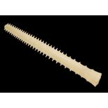 Natural History - Preserved sawfish rostrum (Pristidae spp.), with 31 teeth to one side and 32 to