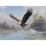 John Cyril Harrison (1898-1985) - Watercolour - African Fish Eagle in flight, verso with signed