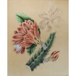 19th Century botanical study watercolour - Flowering cactus, unsigned, 25cm x 20cm, framed and