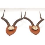 Two pairs of antelope horns both mounted on shield plaques