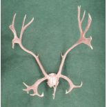 A set of antlers with skull.