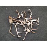 A collection of antlers.