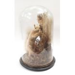 A Taxidermy study of two squirrels in glass dome.