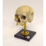 Human medical skull on marble/brass stand.