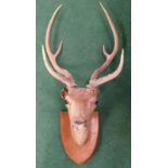 A taxidermy deers head.