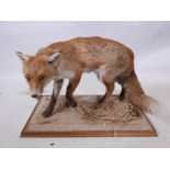 A mounted taxidermy specimen of a red fox, 15" high