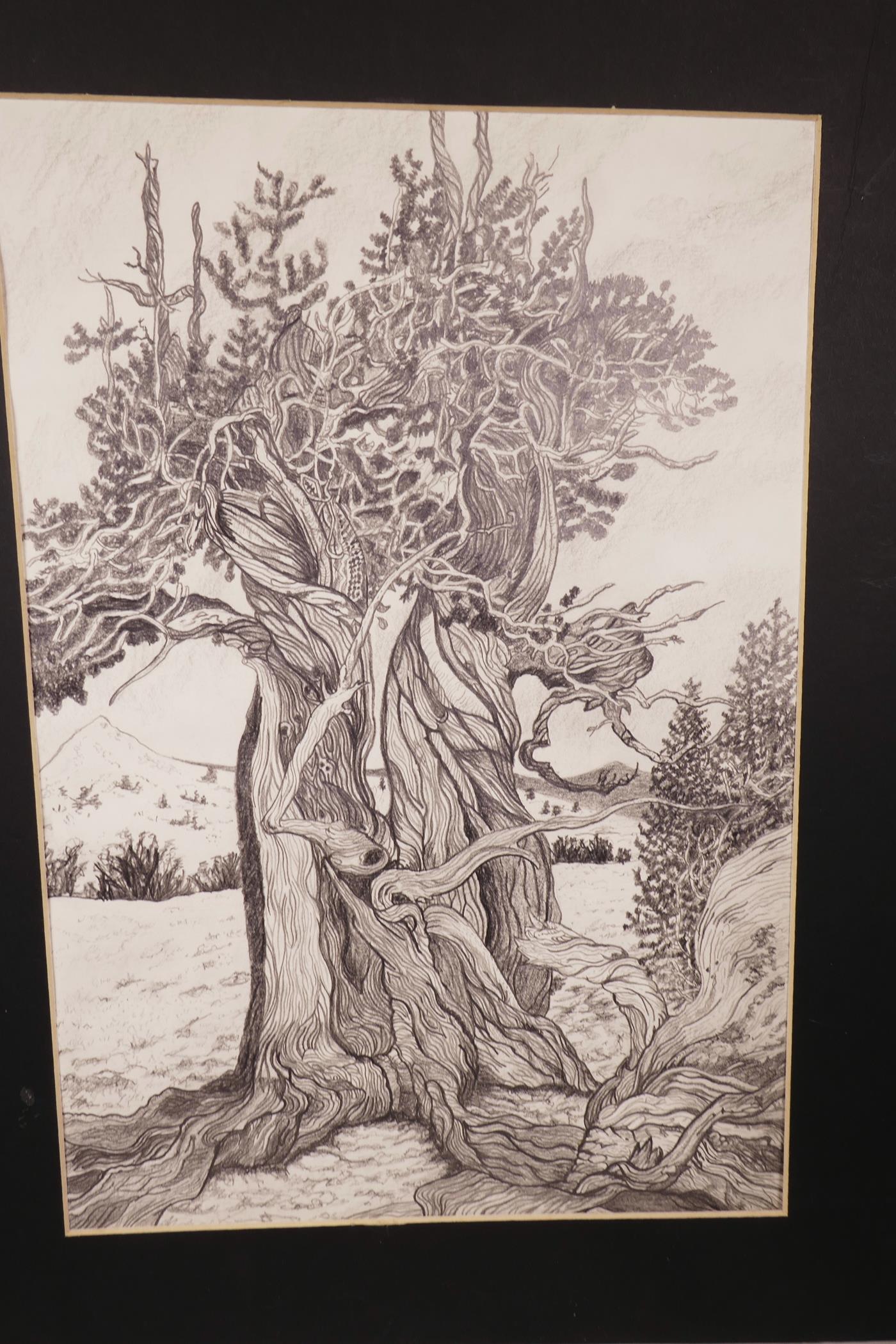 Studies of trees, pair of pencil drawings, 10" x 15" - Image 3 of 3