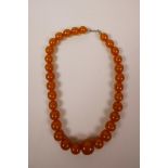 A string of graduated amber beads, 16" long, 47 grams