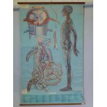 A Denoyer-Geppert Anatomy Series The Nervous System no.KL8, by P.M. Lariviere, circa 1950, 68" x 42"