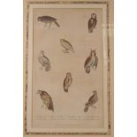 A rare hand coloured etching of various species of owl, plate LXXIII, from William Frederic Martyn's