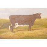 W.A. Clark, 'Kaberford Rosette 4th', portrait of a Gloucester cow, oil on canvas, signed and dated