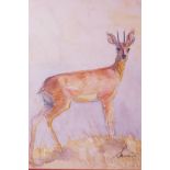 Susan Kent (?) (Late C20th), 'A gazelle', signed lower right, watercolour, 9" x 10", along with