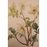 Jenny Jowett FSBA (British, 1936-2019), 'Helleborus x Nigristern', signed in pencil, watercolour,