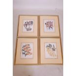 A set of four botanical prints of orchids, after the original, 11½" x 9"
