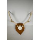 A pair of early C20th deer antlers, mounted on an oak wood shield, 13" high x 23" wide