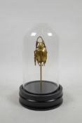A novelty gilt composition beetle mounted in a glass dome display case, 8" high