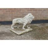 A concrete garden sculpture of a lion, tail A/F, 21" x 21", 21" high