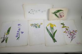Six unframed watercolours, botanical studies, 9½" x 15", plus one other