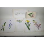 Six unframed watercolours, botanical studies, 9½" x 15", plus one other