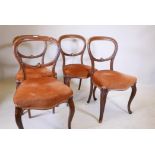 A set of four Victorian walnut balloon back chairs with carved decoration, 33" high