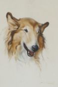 Jas E. M'Connel, portrait of a Collie dog, signed, watercolour, 14" x 10"