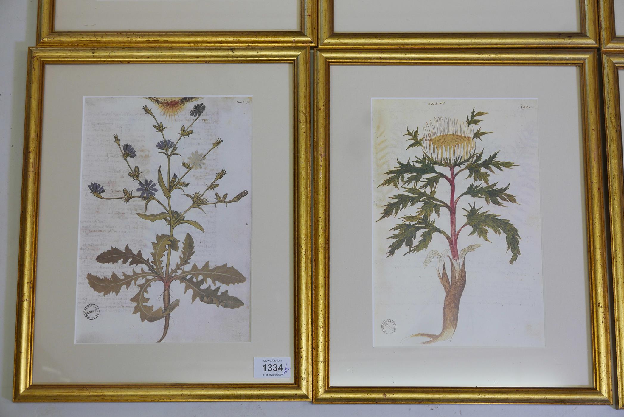 A collection of eight good quality botanical prints in cream mounts and classical gilt frames, 15" x - Image 3 of 4
