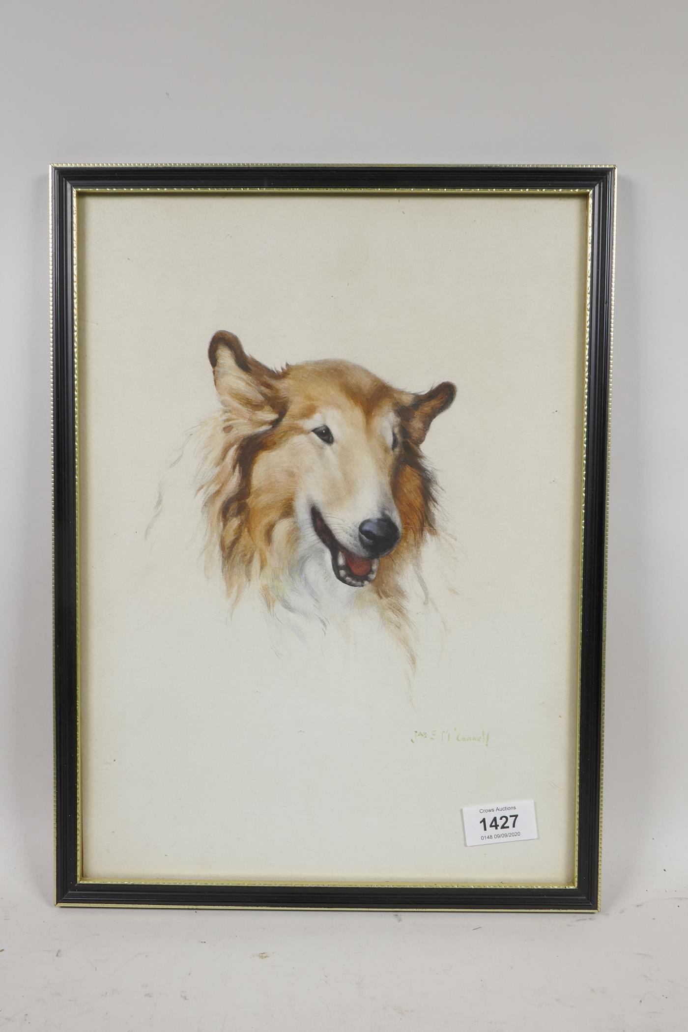 Jas E. M'Connel, portrait of a Collie dog, signed, watercolour, 14" x 10" - Image 3 of 3
