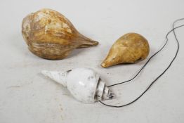 Three Tibetan conch shells, 4½" longest