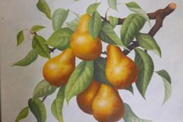 Fermor, Pears, still life, signed, oil on canvas, 14" x 12"