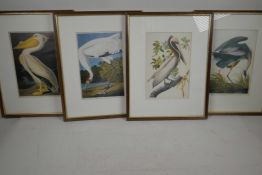 Four colour prints of birds after Audobon, two pelicans and two cranes, 6" x 9½"