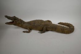 A C19th taxidermy stuffed figure of a crocodile in naturalistic pose, 27" long