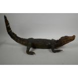 A C19th taxidermy stuffed figure of a caiman in naturalistic pose, with raised tail, 23" long