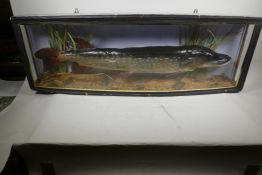 A large stuffed taxidermy pike in a naturalistic setting, 36" long, in a bow front display case