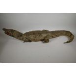 A C19th taxidermy stuffed figure of a crocodile in naturalistic pose, with raised tail, 37" long