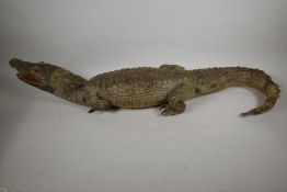 A C19th taxidermy stuffed figure of a crocodile in naturalistic pose, with raised tail, 37" long