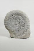 A large ammonite fossil, 11½" high x 10½" wide