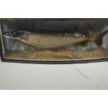 A taxidermy stuffed pike in a naturalistic setting, 25" long, in a bow front display case