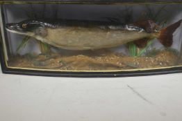 A taxidermy stuffed pike in a naturalistic setting, 25" long, in a bow front display case